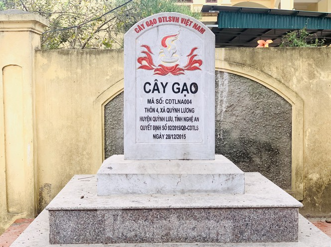 150-year-old silk-cotton tree in Nghe An recognized as Vietnam Heritage Tree 150 year-old silk-cotton tree in Nghe An recognized as Vietnam Heritage Tree