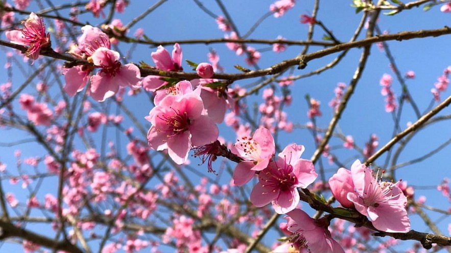 Stunning Peach Forest Blooms Late in Ha Giang Stunning Peach Forest Blooms Late in Ha Giang