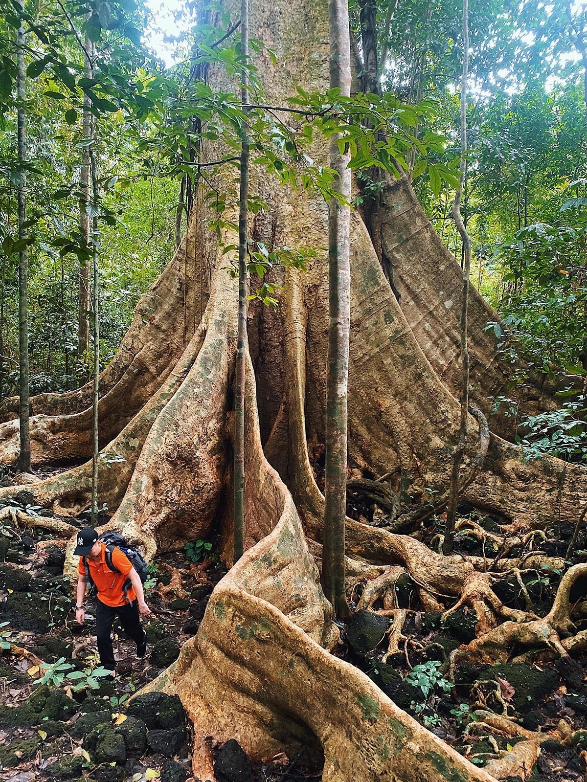 5 giant trees attract tourists across Vietnam 5 giant trees attract tourists across Vietnam