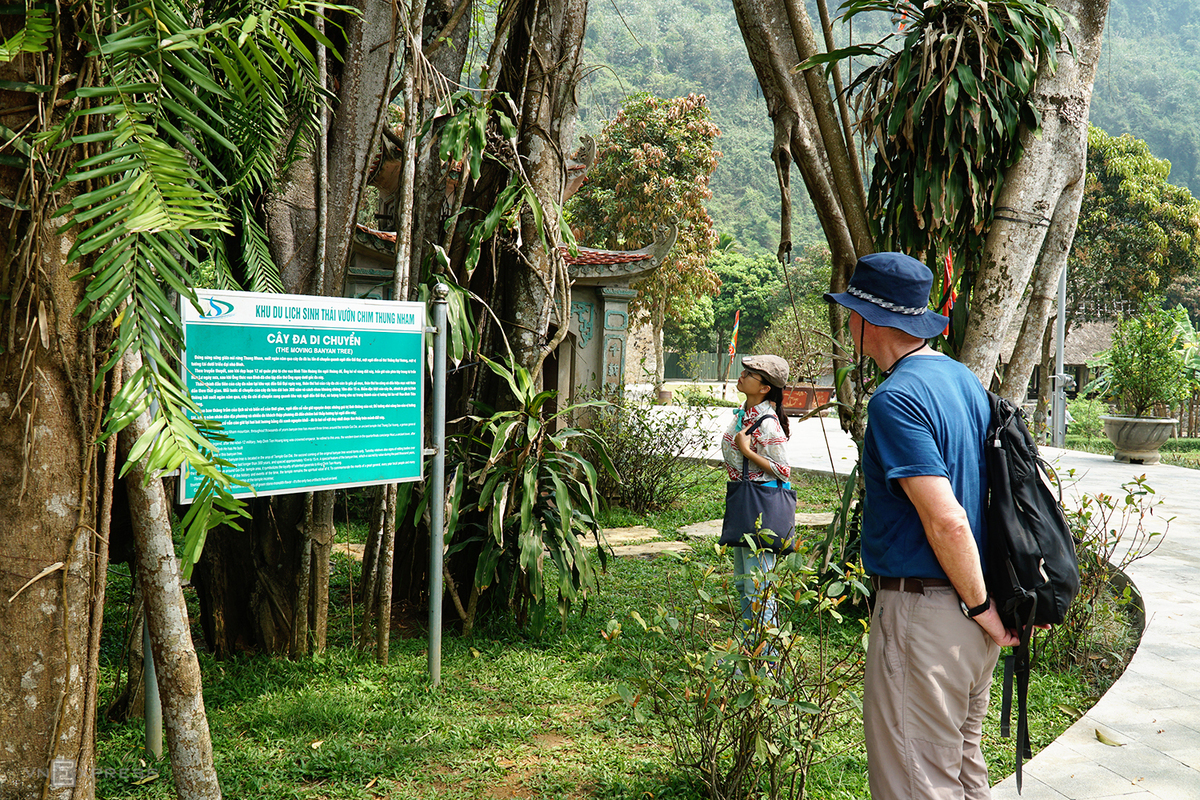 5 giant trees attract tourists across Vietnam 5 giant trees attract tourists across Vietnam