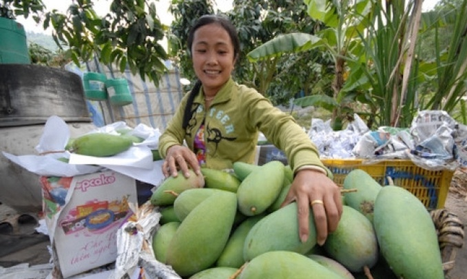 Vietnam mango exporters face stress as China licenses Cambodian mango imports Vietnam mango exporters face stress as China licenses Cambodian mango imports