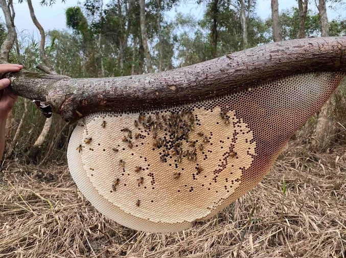 Hunt For Natural Forest Honey in Vietnam's South Pole