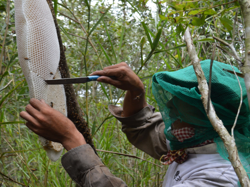 Hunt For Natural Forest Honey in Vietnam's South Pole