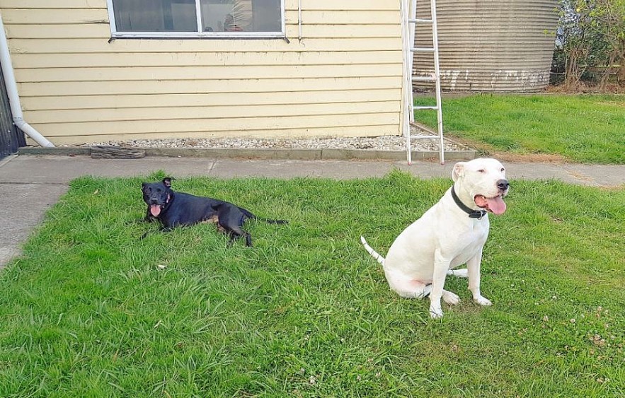 Vietnamese Wife Rescues Old Pets in Australia Vietnamese Wife Rescues Old Pets in Australia