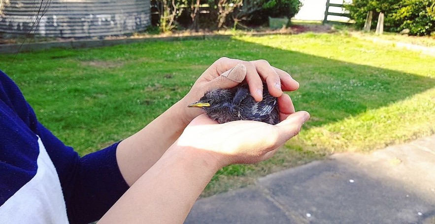 Vietnamese Wife Rescues Old Pets in Australia Vietnamese Wife Rescues Old Pets in Australia