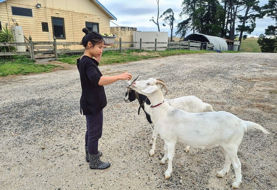 Vietnamese Wife Rescues Old Pets in Australia Vietnamese Wife Rescues Old Pets in Australia