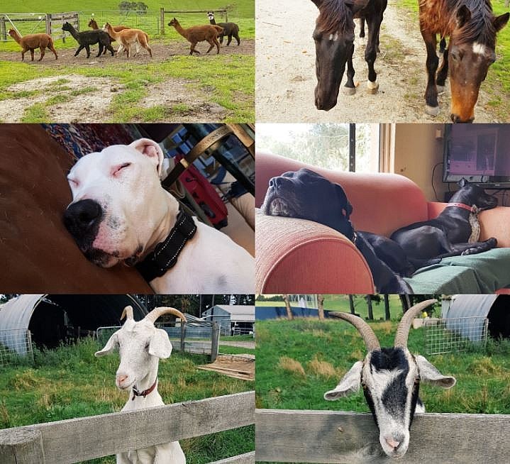 Vietnamese Wife Rescues Old Pets in Australia Vietnamese Wife Rescues Old Pets in Australia