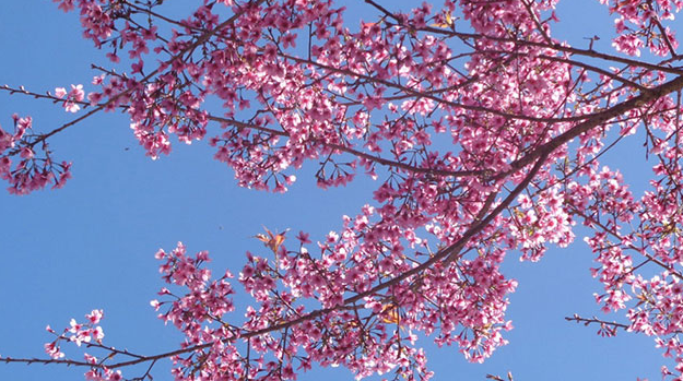 Da Lat in the early season of Mai anh dao blossom 1611 capture1