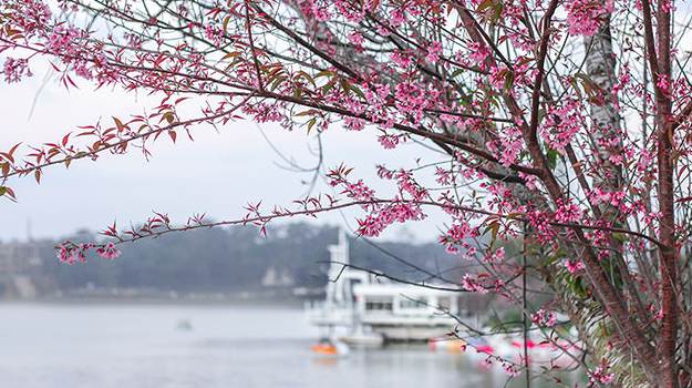 Da Lat in the early season of Mai anh dao blossom 1623 capture2