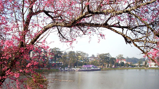 Da Lat in the early season of Mai anh dao blossom 1628 capture3