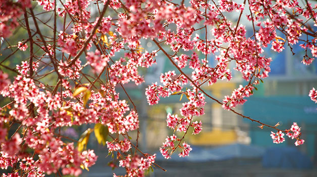 Da Lat in the early season of Mai anh dao blossom 1631 capture4