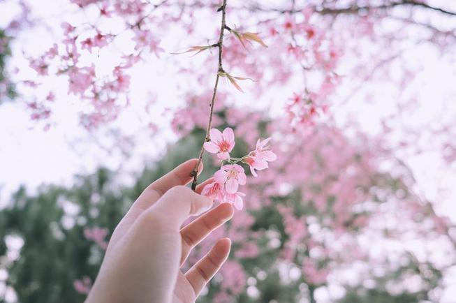 Da Lat in the early season of Mai anh dao blossom 1636 capture5