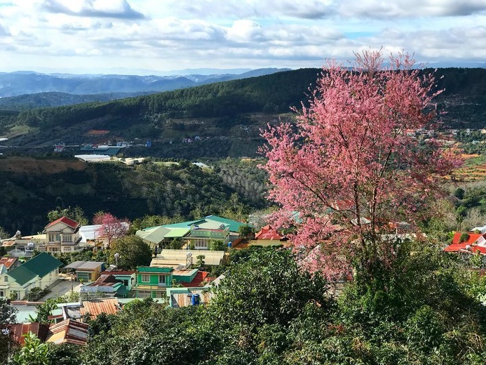 Da Lat in the early season of Mai anh dao blossom 2057 capture