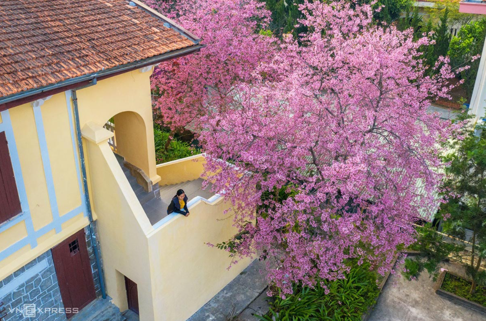 Da Lat in the early season of Mai anh dao blossom 2100 capture1