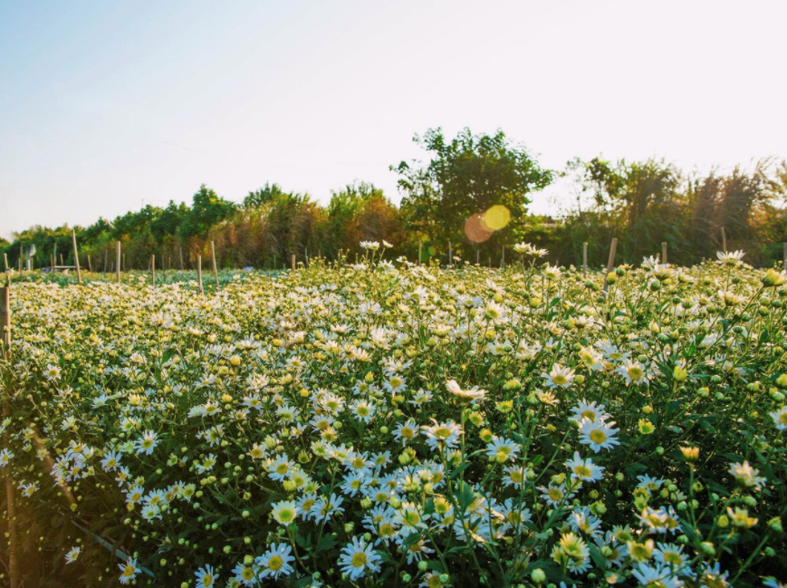 Daisy season brightens up Hanoi capital Daisy season brightens up Hanoi capital