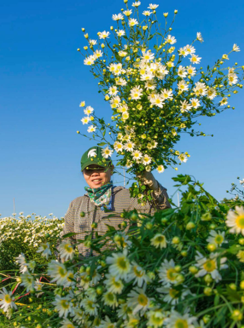 Daisy season brightens up Hanoi capital Daisy season brightens up Hanoi capital