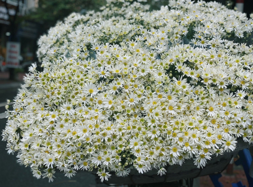 Daisy season brightens up Hanoi capital Daisy season brightens up Hanoi capital