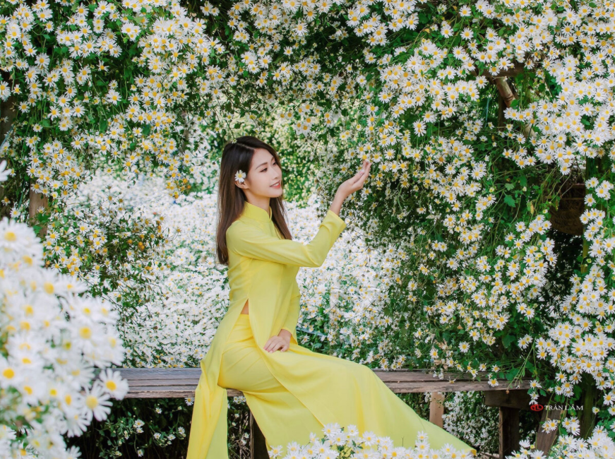 Daisy season brightens up Hanoi capital Daisy season brightens up Hanoi capital