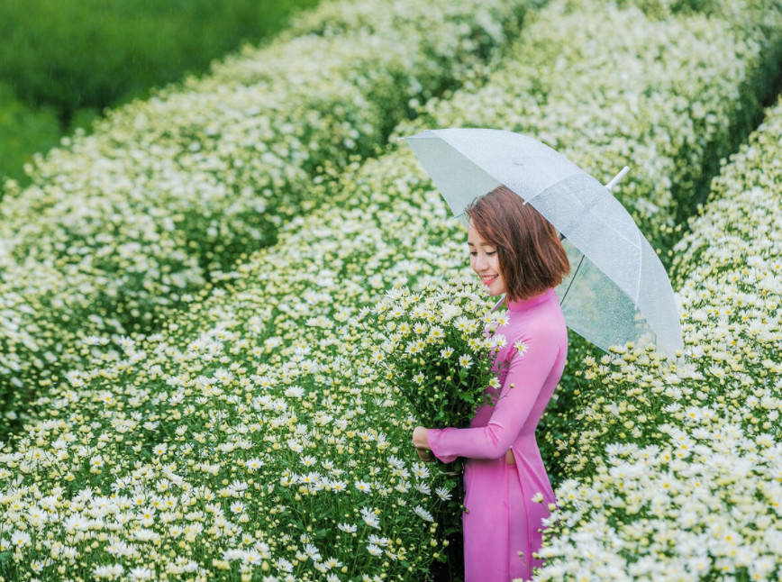Daisy season brightens up Hanoi capital Daisy season brightens up Hanoi capital