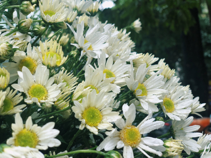 Daisy season brightens up Hanoi capital Daisy season brightens up Hanoi capital