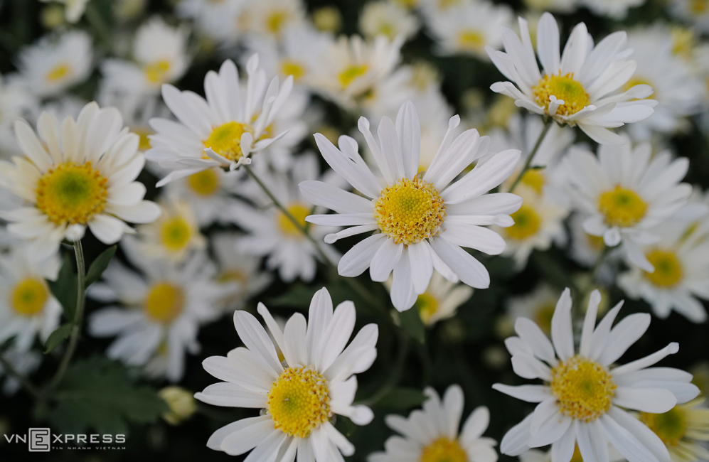 Daisy season brightens up Hanoi capital Daisy season brightens up Hanoi capital