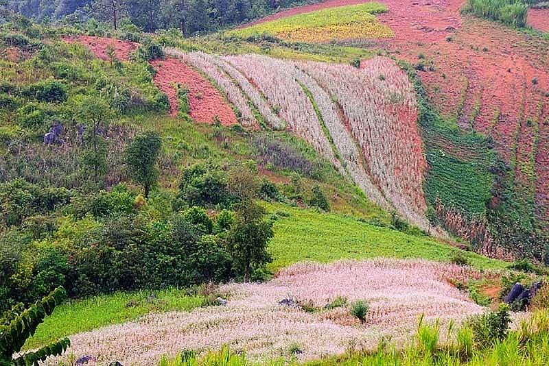 Picturesque Destinations to Admire Buckwheat Flowers in Ha Giang Picturesque Destinations to Admire Buckwheat Flowers in Ha Giang