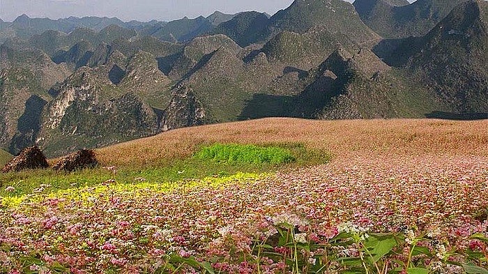 Picturesque Destinations to Admire Buckwheat Flowers in Ha Giang Picturesque Destinations to Admire Buckwheat Flowers in Ha Giang