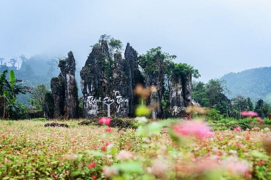 Picturesque Destinations to Admire Buckwheat Flowers in Ha Giang Picturesque Destinations to Admire Buckwheat Flowers in Ha Giang
