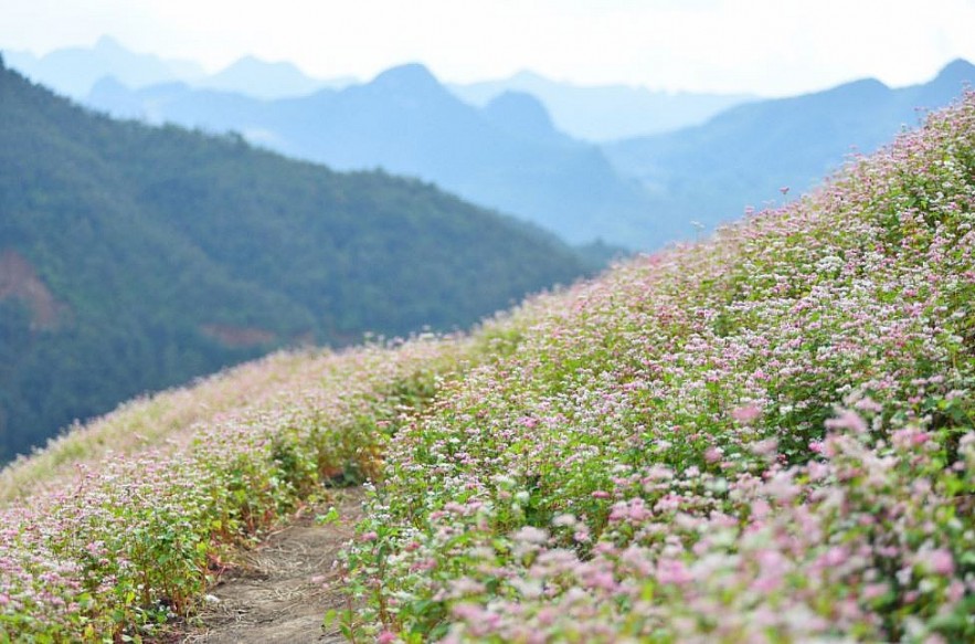 Picturesque Destinations to Admire Buckwheat Flowers in Ha Giang Picturesque Destinations to Admire Buckwheat Flowers in Ha Giang