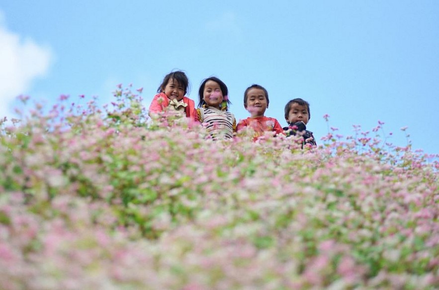 Picturesque Destinations to Admire Buckwheat Flowers in Ha Giang Picturesque Destinations to Admire Buckwheat Flowers in Ha Giang