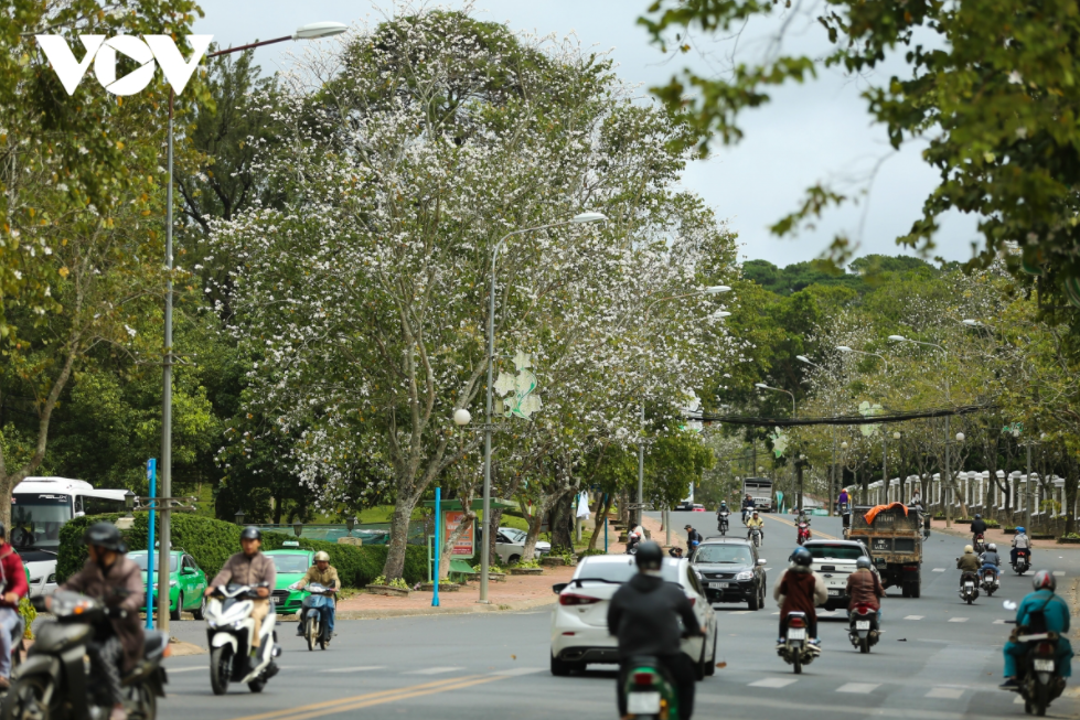 Mountain ebony - Northwest special flowers enter full blooming season in Da Lat