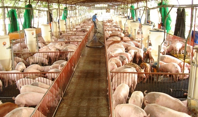 Giá heo hơi hôm nay 18/3: Miền Trung bất ngờ tăng, miền Nam đột ngột giảm gia heo hoi hom nay 183 mien trung bat ngo tang mien nam dot ngot giam