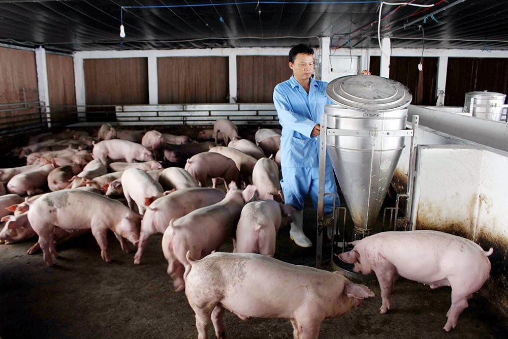 Giá heo hơi hôm nay 22/3: Vẫn duy trì ở mức cao, trên ngưỡng 85.000 đồng/kg gia heo hoi hom nay 223 van duy tri o muc cao tren nguong 85000 dongkg
