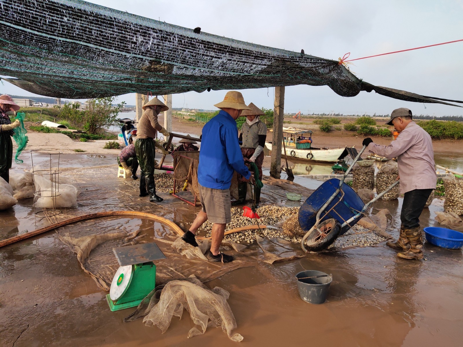 Niềm vui mùa thu hoạch ngao trên biển Cồn Vành, Thái Bình niem vui mua thu hoach ngao tren bai con vanh thai binh