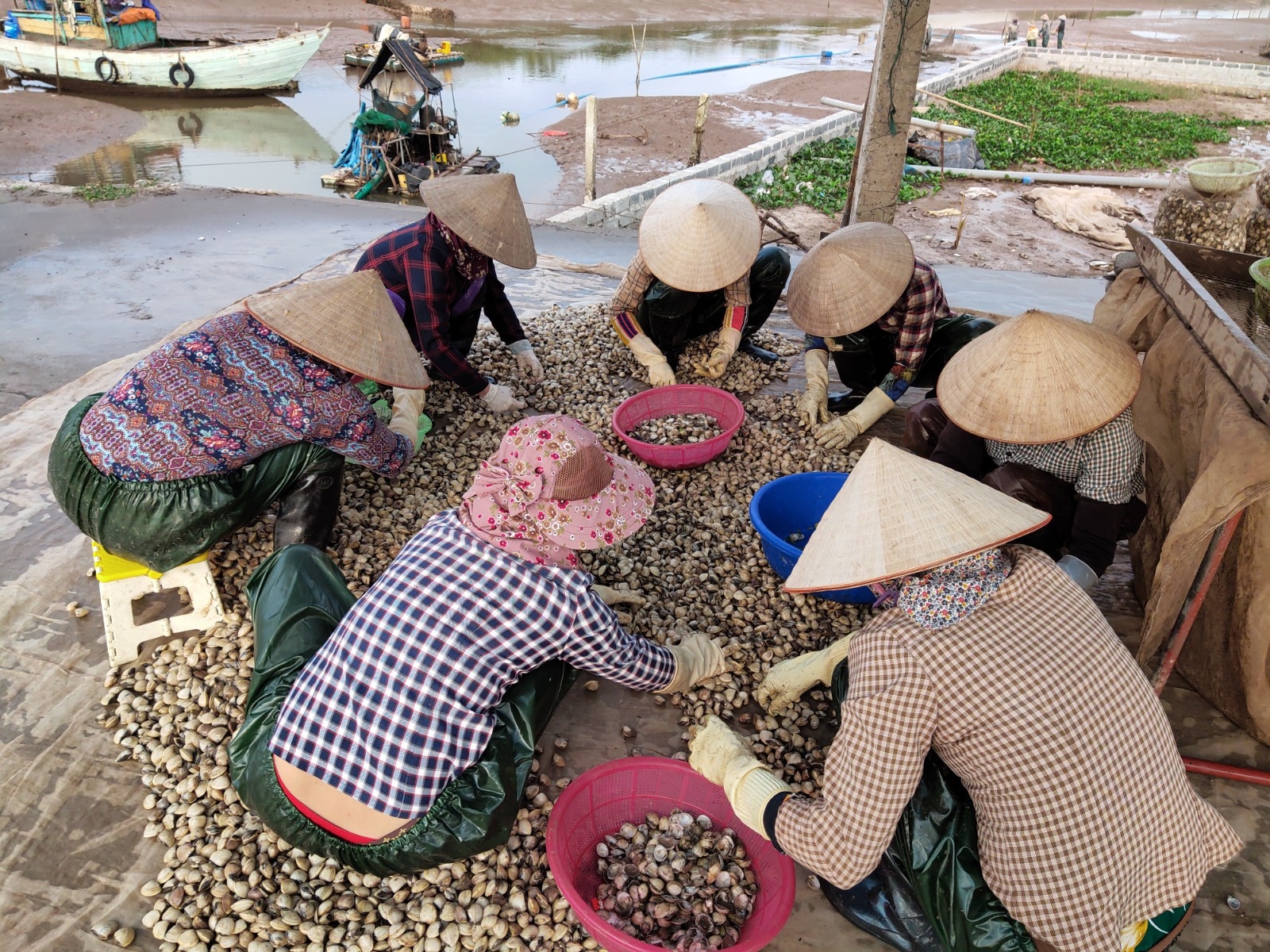 Niềm vui mùa thu hoạch ngao trên biển Cồn Vành, Thái Bình niem vui mua thu hoach ngao tren bai con vanh thai binh