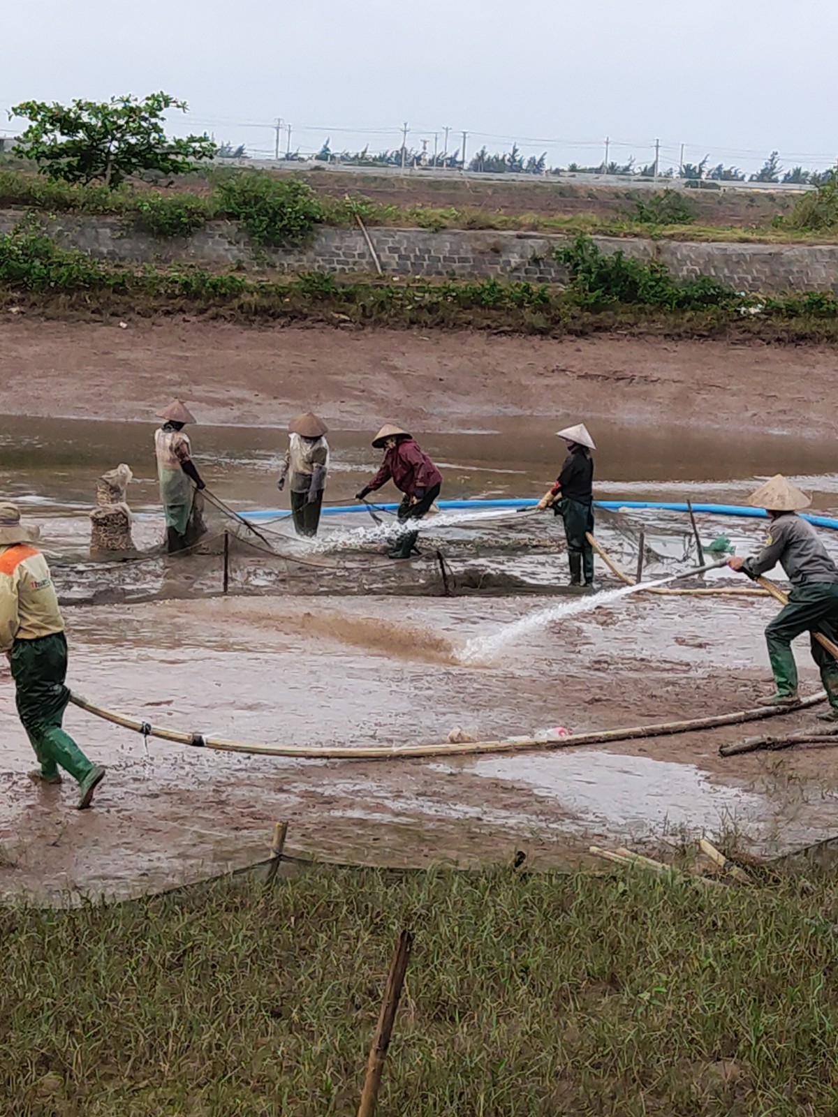 Niềm vui mùa thu hoạch ngao trên biển Cồn Vành, Thái Bình niem vui mua thu hoach ngao tren bai con vanh thai binh