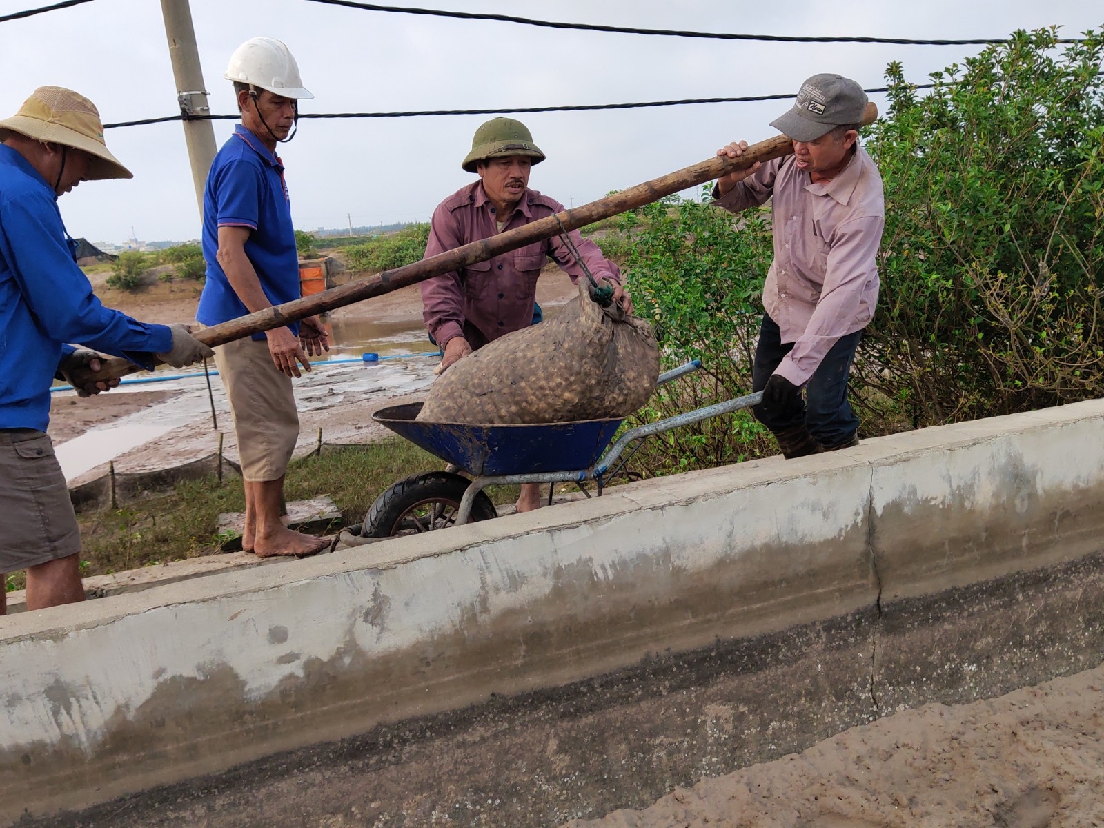 Niềm vui mùa thu hoạch ngao trên biển Cồn Vành, Thái Bình niem vui mua thu hoach ngao tren bai con vanh thai binh