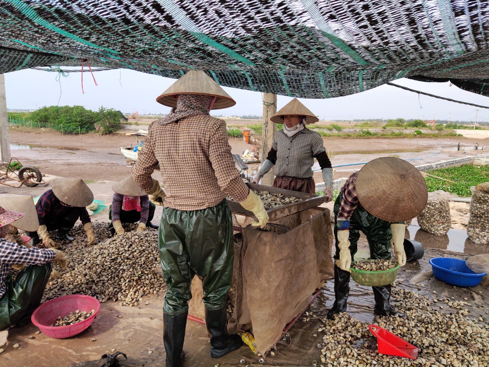 Niềm vui mùa thu hoạch ngao trên biển Cồn Vành, Thái Bình niem vui mua thu hoach ngao tren bai con vanh thai binh