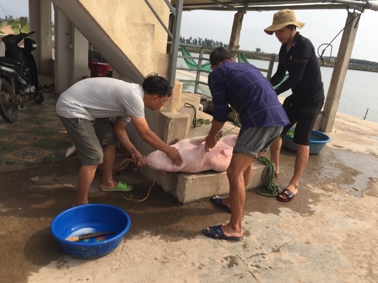 Niềm vui mùa thu hoạch ngao trên biển Cồn Vành, Thái Bình niem vui mua thu hoach ngao tren bai con vanh thai binh