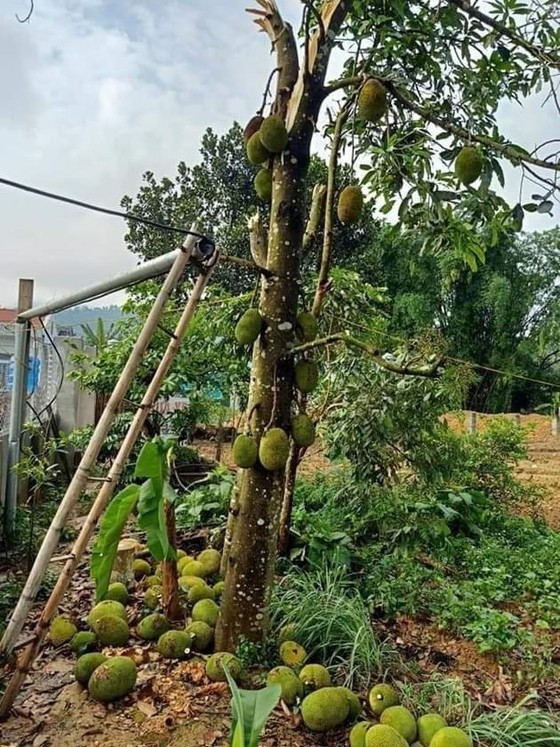 Hàng nghìn người dân mất nhà vì dông lốc hang nghin nguoi dan mat nha vi dong loc