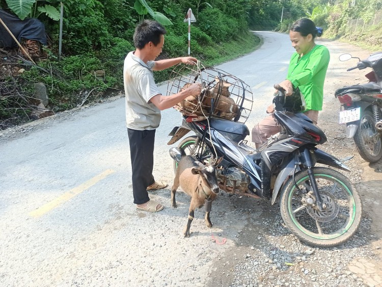 Góp phần giải quyết nhiệm vụ khôi phục kinh tế xã hội trong giai đoạn “bình thường mới” Góp phần giải quyết nhiệm vụ khôi phục kinh tế xã hội trong giai đoạn “bình thường mới”