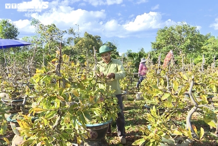 កសិករដាំផ្កាអង្គរសិល្ប៍ នៅខេត្ត Gia Lai កំពុងតែមមាញឹកពន្លេះស្លឹក រាប់ថ្ងៃរងចាំបុណ្យតេតមកដល់