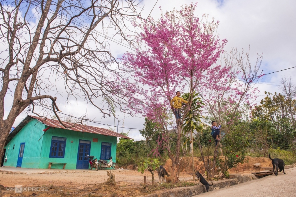 ផ្កាស៉ាគូរ៉ា នៅជាយក្រុង Da Lat ផ្កាស៉ាគូរ៉ា នៅជាយក្រុង Da Lat