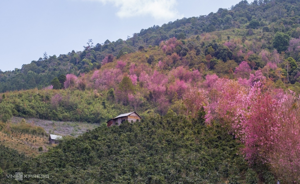 ផ្កាស៉ាគូរ៉ា នៅជាយក្រុង Da Lat ផ្កាស៉ាគូរ៉ា នៅជាយក្រុង Da Lat