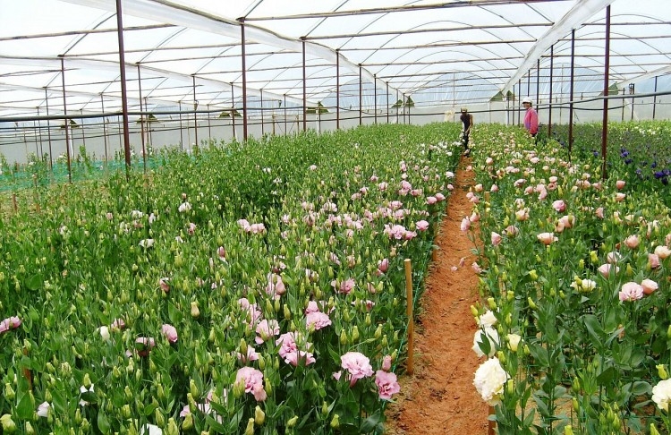 ទីក្រុង Da Lat គឺជាកន្លែងគយគន់ផ្កាស្អាតកំពូលទាំង ១០ នៅលើពិភពលោក