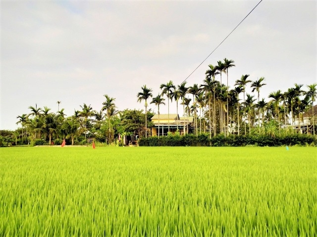 ភ្ញៀវទេសចរមកពីលោកខាងលិចរីករាយនឹងចាប់ចិត្ត នៅពេលជិះក្របីនិងធ្វើជាកសិករនៅទីក្រុង Hoi An