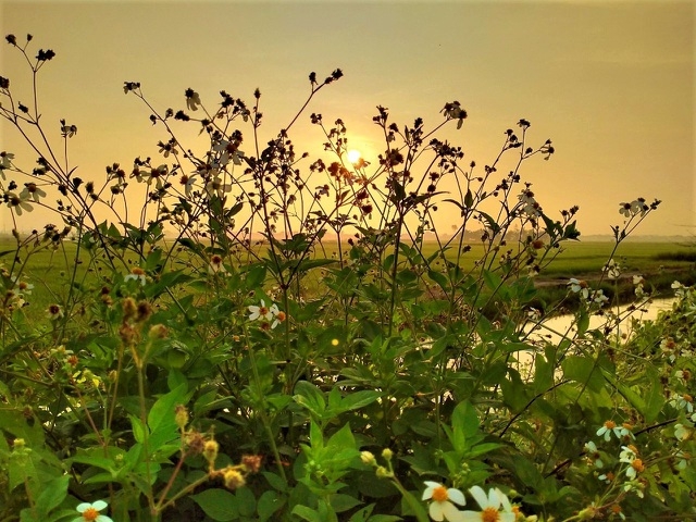 ភ្ញៀវទេសចរមកពីលោកខាងលិចរីករាយនឹងចាប់ចិត្ត នៅពេលជិះក្របីនិងធ្វើជាកសិករនៅទីក្រុង Hoi An
