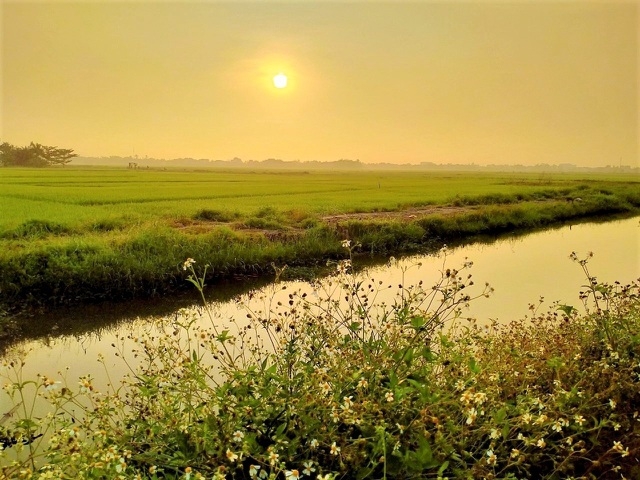 ភ្ញៀវទេសចរមកពីលោកខាងលិចរីករាយនឹងចាប់ចិត្ត នៅពេលជិះក្របីនិងធ្វើជាកសិករនៅទីក្រុង Hoi An