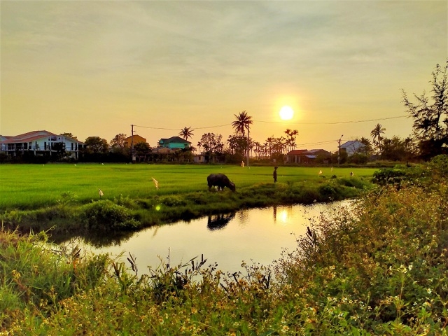 ភ្ញៀវទេសចរមកពីលោកខាងលិចរីករាយនឹងចាប់ចិត្ត នៅពេលជិះក្របីនិងធ្វើជាកសិករនៅទីក្រុង Hoi An