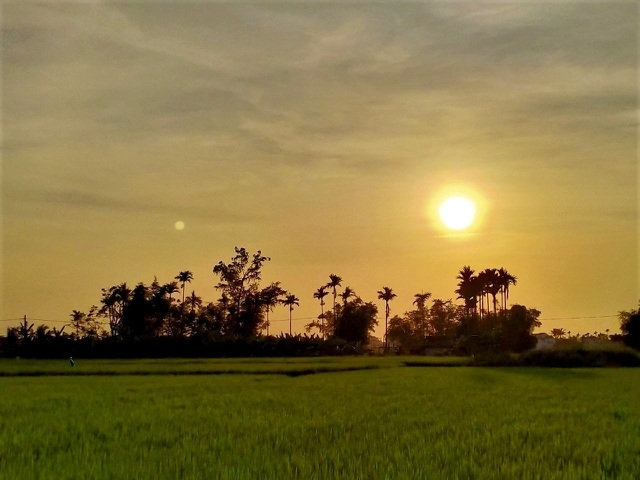 ភ្ញៀវទេសចរមកពីលោកខាងលិចរីករាយនឹងចាប់ចិត្ត នៅពេលជិះក្របីនិងធ្វើជាកសិករនៅទីក្រុង Hoi An
